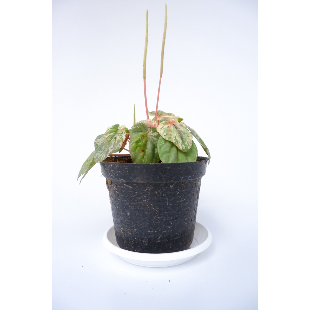 Peperomia Pink Lady - Tanaman Hias