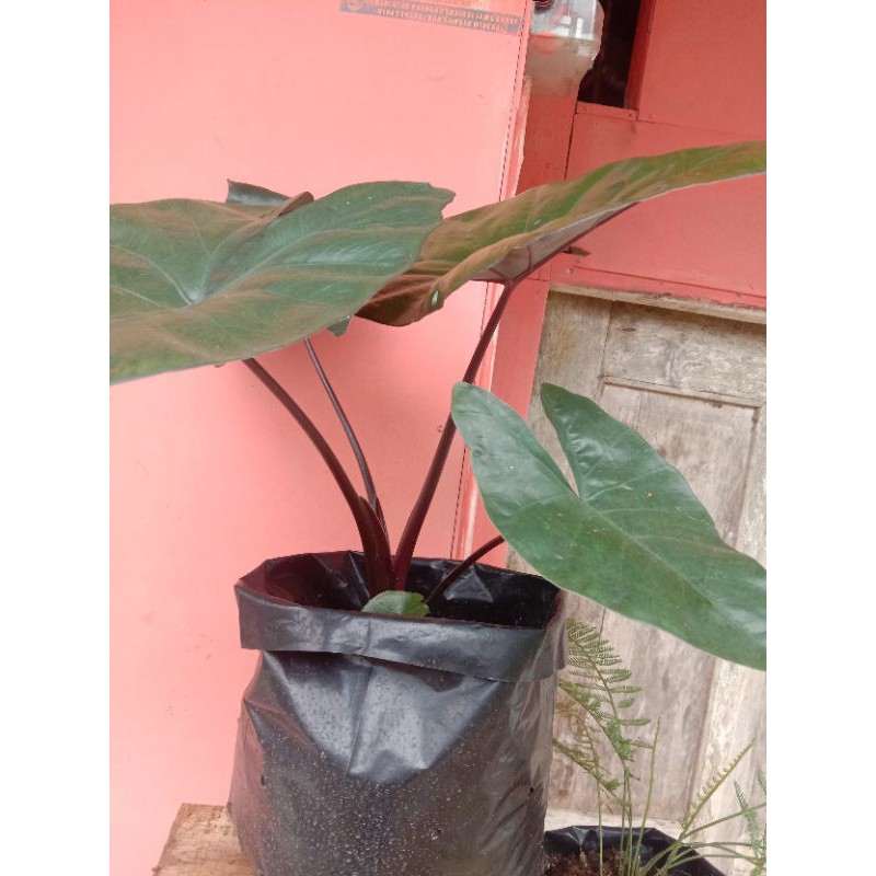 bibit talas hitam herbal ajaib (bonggol)