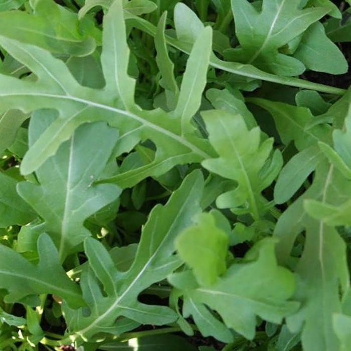 Benih-Bibit Arugula Roquette (Haira Seed)