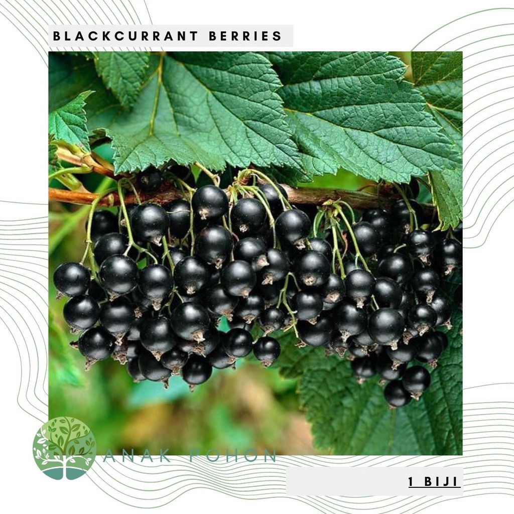 Benih Bibit Biji - Buah Blackcurrant Berries Black Currant Hitam Fruit Seeds - IMPORT