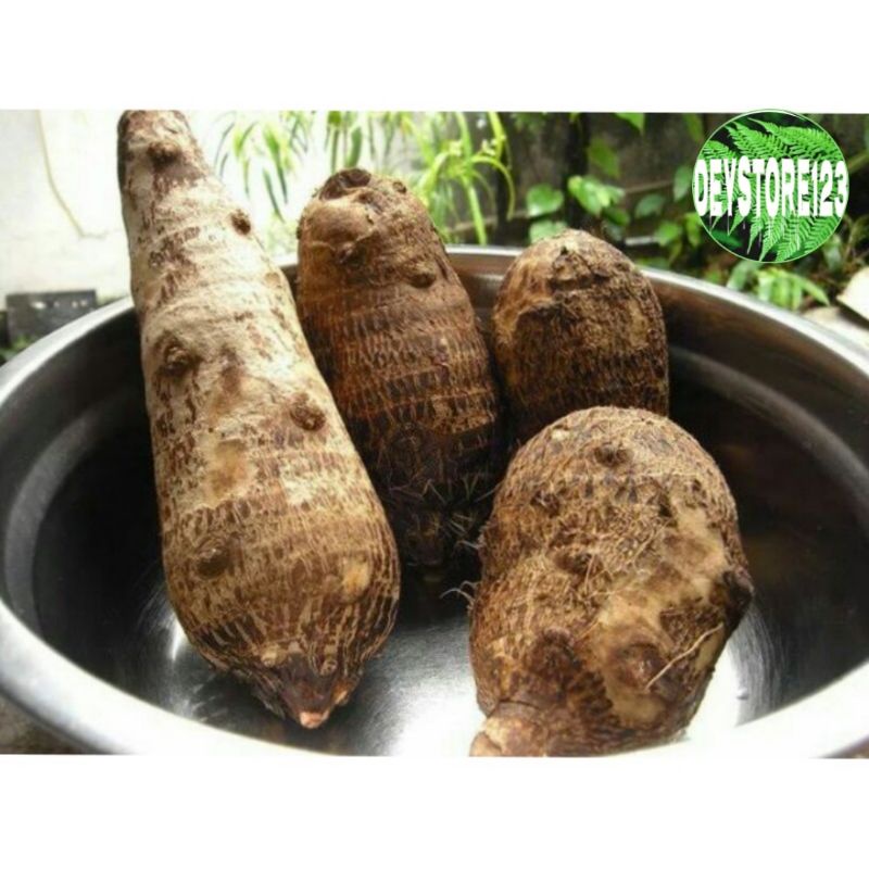 

Ubi Umbi Talas Pulen 1 Kg