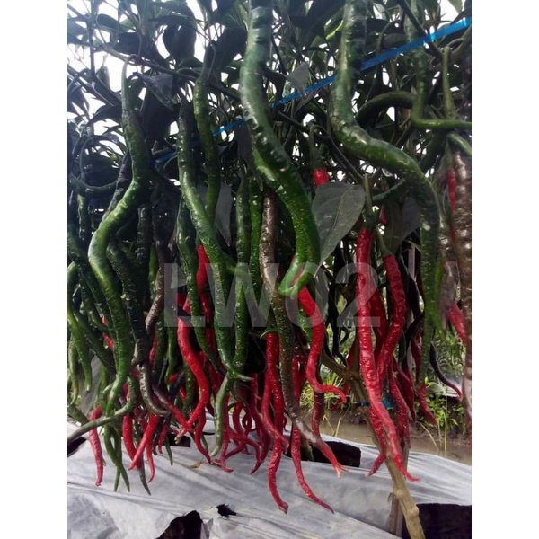 

Cabe Merah / Cabe Hijau Keriting