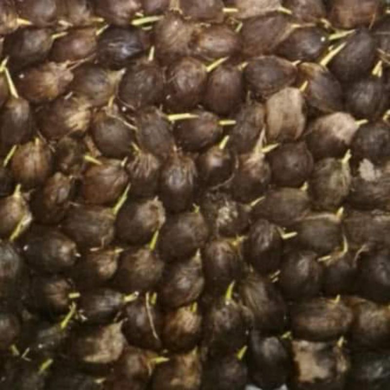 pinang betara medium