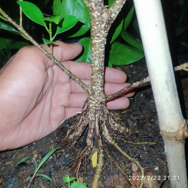 bahan bonsai kimeng program akar