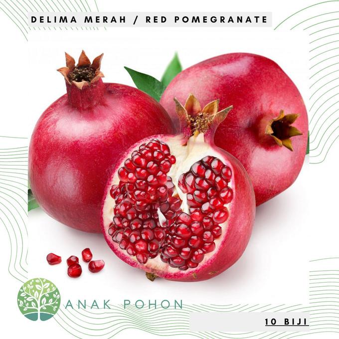 Benih / Bibit Buah Delima Merah (Red Pomegranate Fruit Seeds) - LOKAL (10 biji) ANPN62 Ayo Order