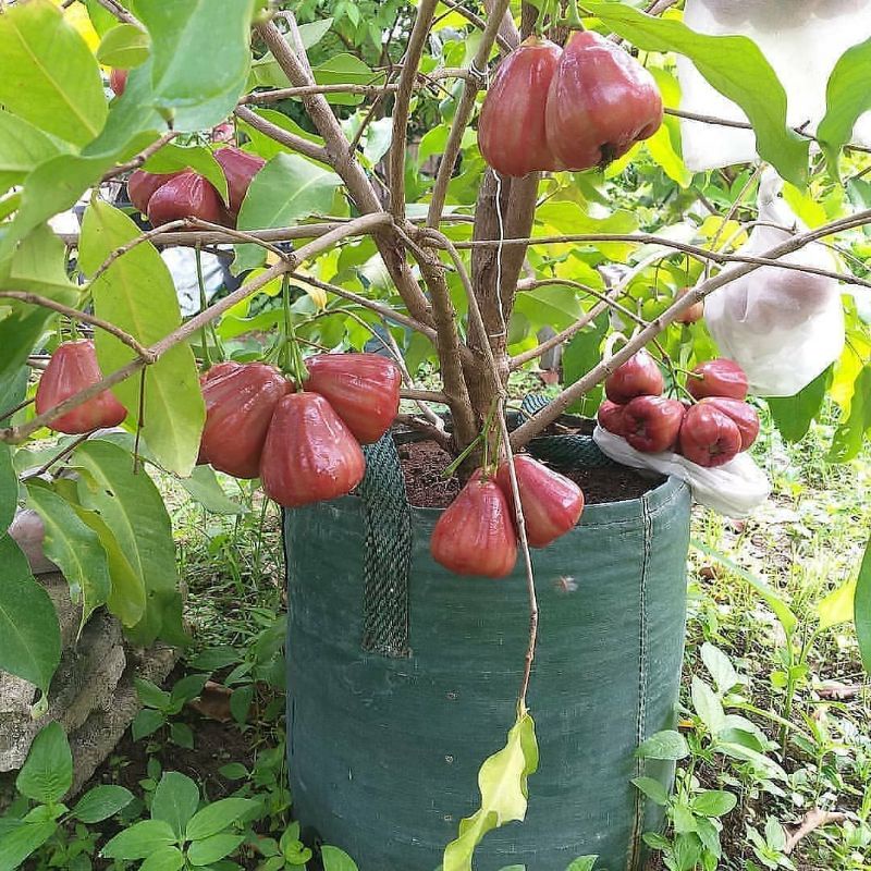 bibit jambu air bajangleang superunggul