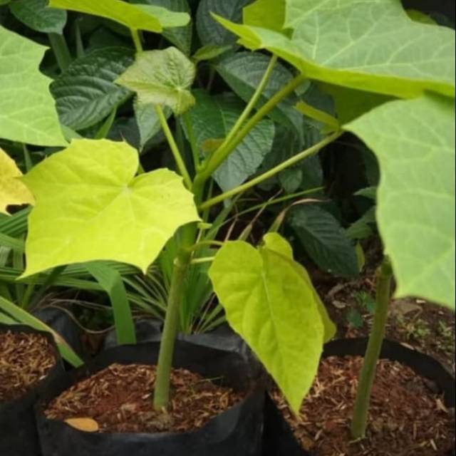 Pohon jarak herbal - tanaman herbal pohon jarak