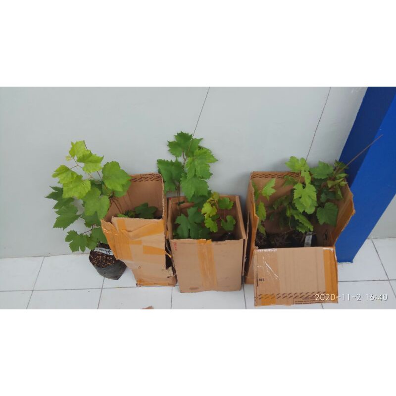 Bibit Anggur Import Banana Ninel Jupiter CRV