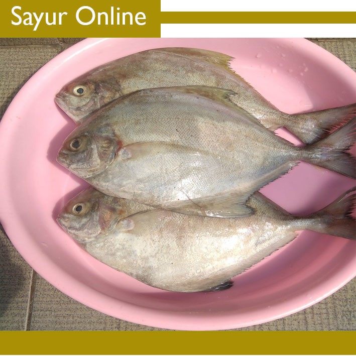 

Ikan Bawal Putih Segar [1kg]