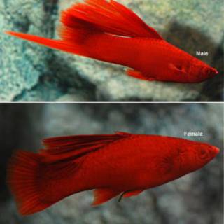 Ikan Platy Albino Bloodred swordtail (HIGHFIN) kualitas  