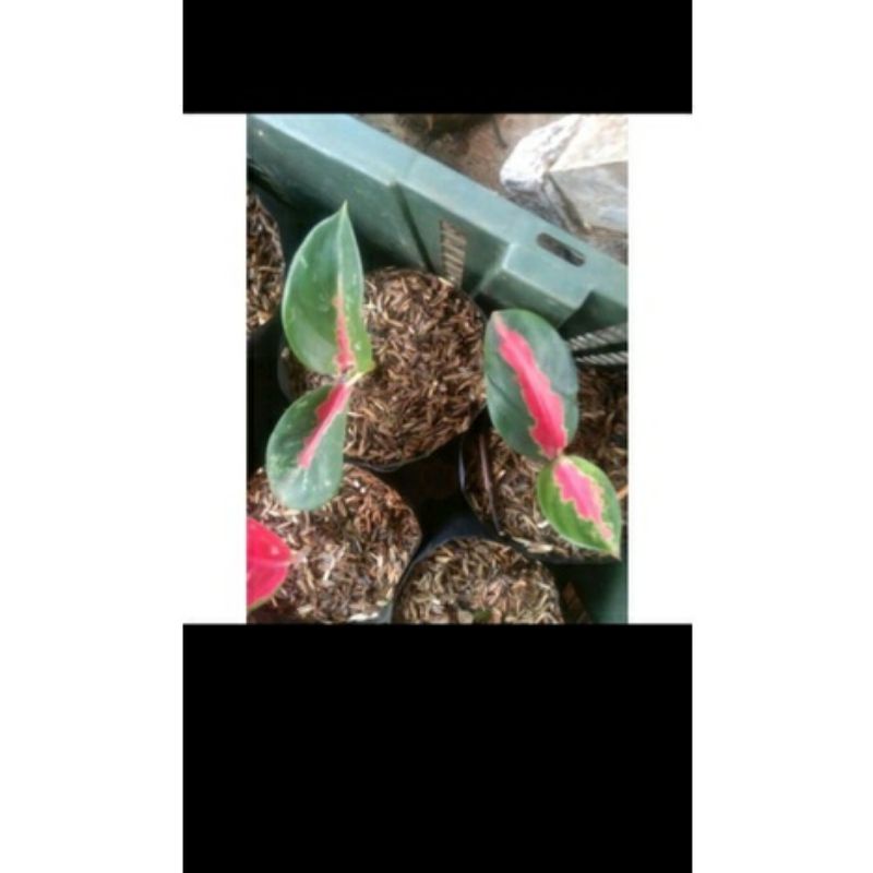 aglonema suksom jaipong anakan baby