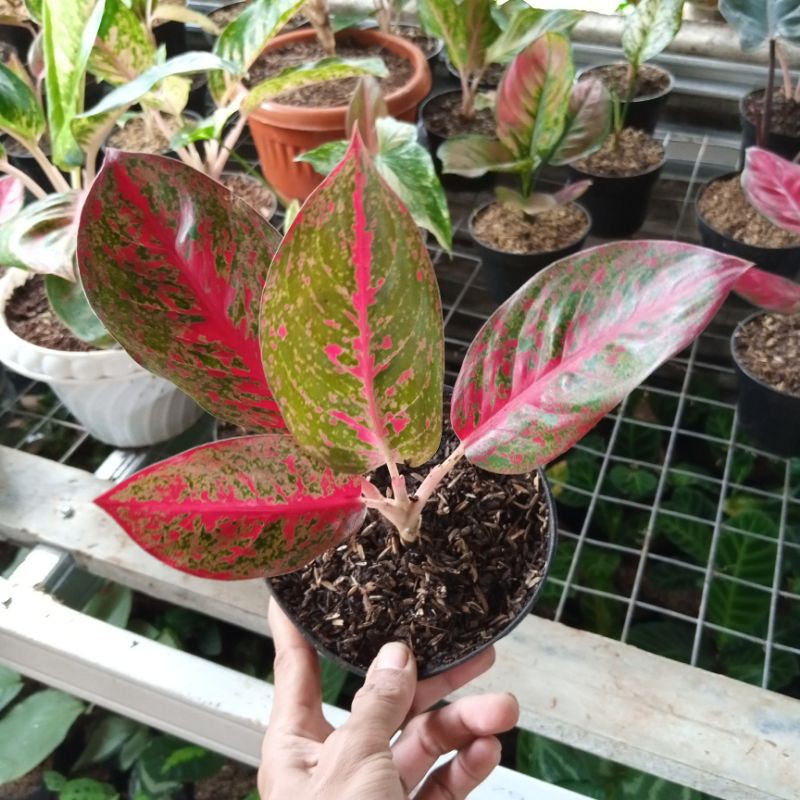 PROMOtanaman hias bibit-anakan aglonema red stardust