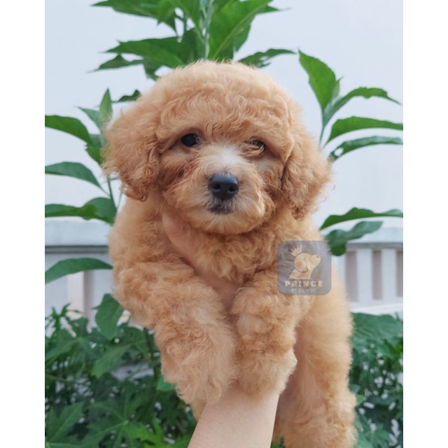apricot toy poodle