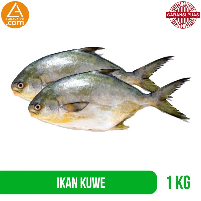 

Ikan Kuwe 1 Kg Ikan Laut Seafood Segar Garansi Termurah