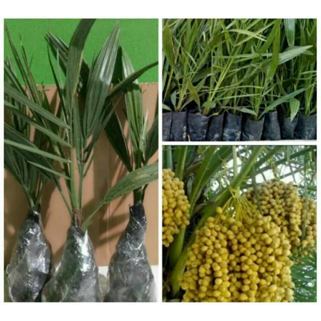 BIBIT KURMA KL 1 thailand -bibir korma kl 1-pohon kurma kl 1