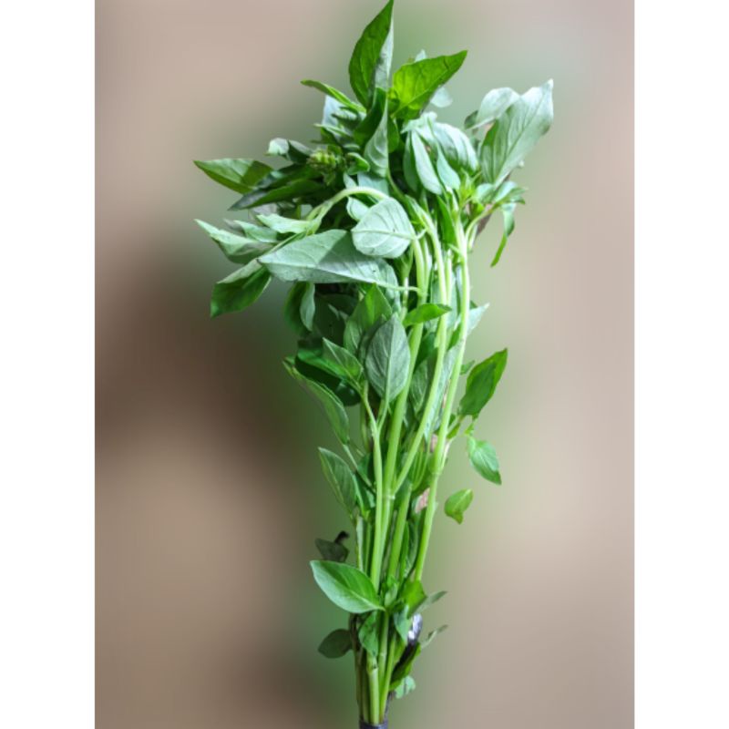 

Kemangi 1iket 50gram