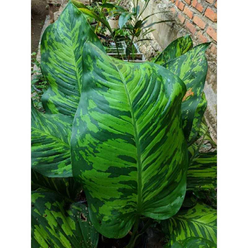 Adelonema wallisii  jumbo