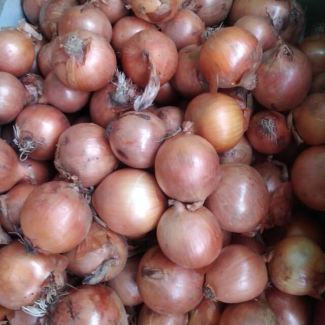 

Bawang bombay 1 kg