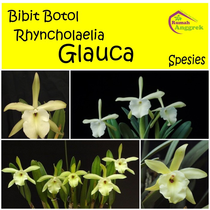 PROMO Anggrek Rhyncholaelia Glauca Bibit Botol Spesies brassavola cattleya