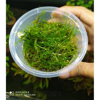 Aquascape Hairgrass Japan Shopee Indonesia