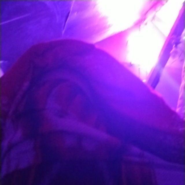 Isi 100 Gram Bibit Bayam Hijau Doly | Benih Bayam | Bibit Sayuran | Bibit Unggul Jawara