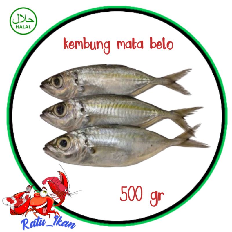 

ikan kembung mata belo [500gram]