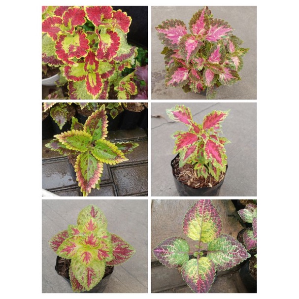 PAKET 6 jenis miana PREMIUM