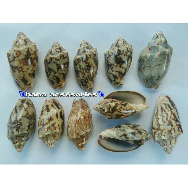 Cangkang kelomang volute