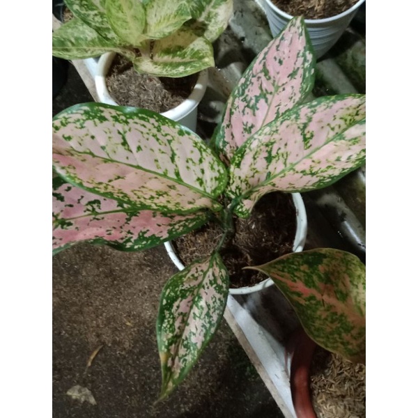 tanamn hias bubga aglonema pesanan bunda siska