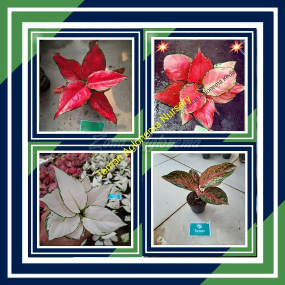 COD AGLAONEMA PAKET HEMAT 4 JENIS RED ANJAMANI KATRINA SUPER WHITE WIDURI (TANAMAN HIAS INDOR AUDOR