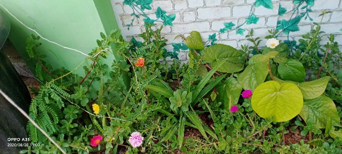 Furadan 3gr Repack 100 Gram - Anti Jamur Tanaman -fungisida Insektisida Nematisida