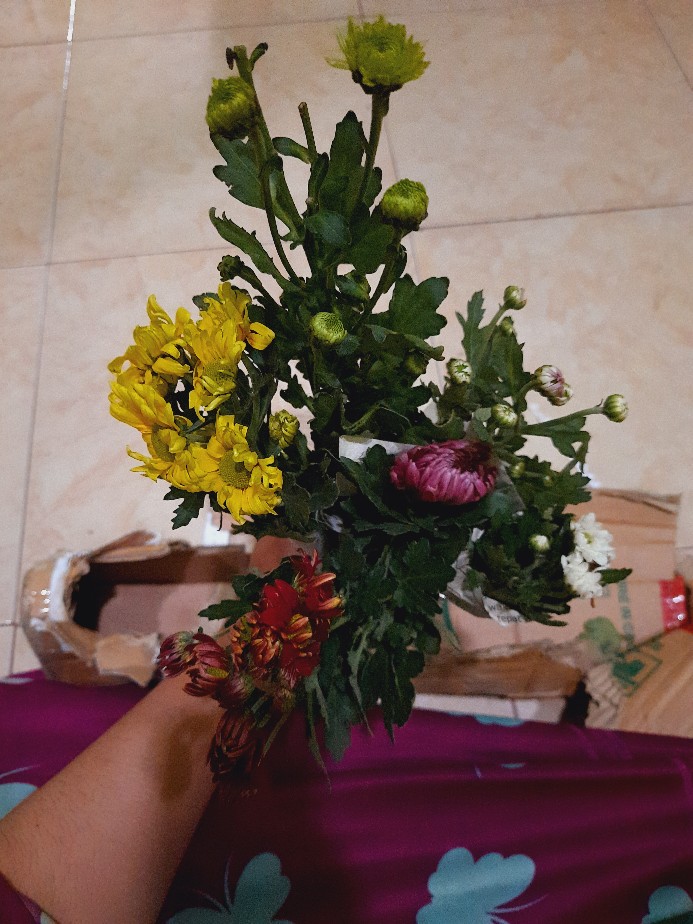 Bunga Krisan (ungu Tengah Kuning) Hidup, Berakar Sudah Berbunga