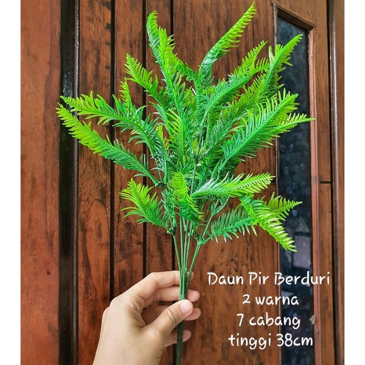 Daun Pir Berduri x7 / Daun Pakis Ulat