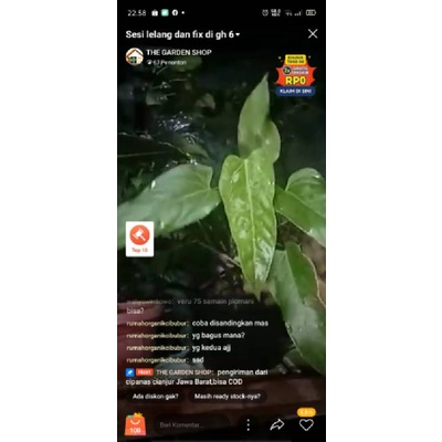 tanaman hias anthurium lea