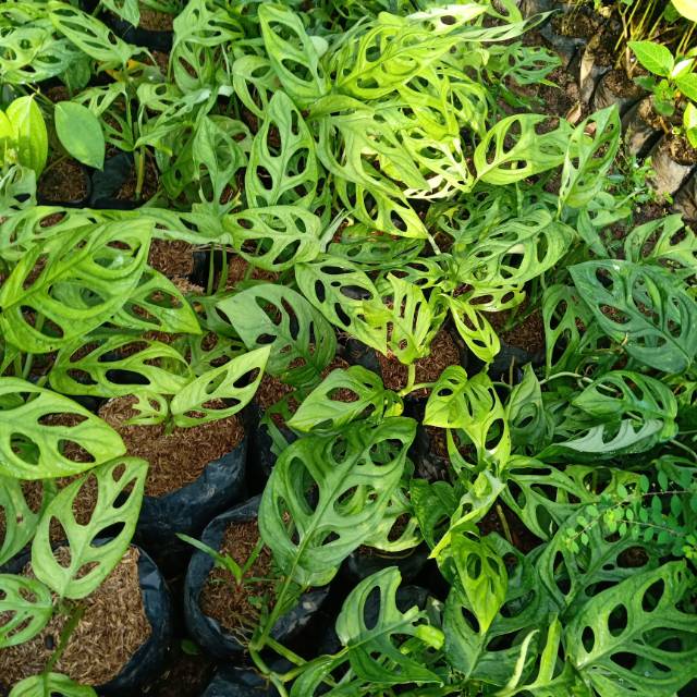 Bunga aglonema gantung janda bolong