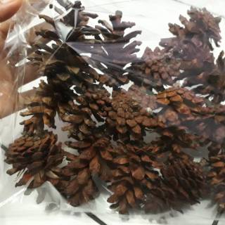  BUNGA  PINUS  KERING BAHAN KERAJINAN DEKORASI DIY  Shopee 