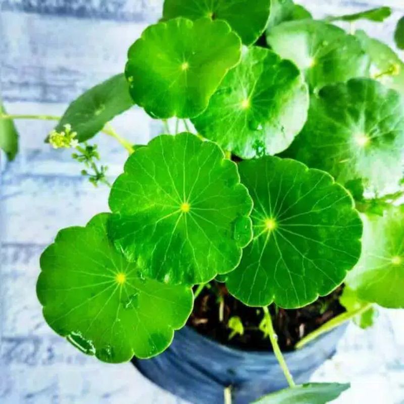 Tanaman Pegagan Tanaman Herbal Pegagan Air Daun Antanan Daun Tapak Kuda