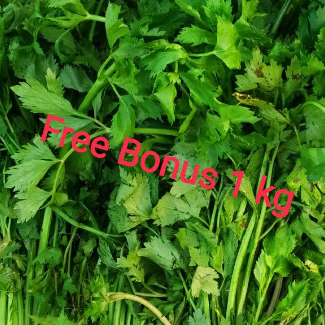 

Daun Seledri 100 gr + Gratis Bonus