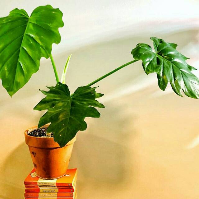  philodendron  lacerum LANGKA  Shopee Indonesia