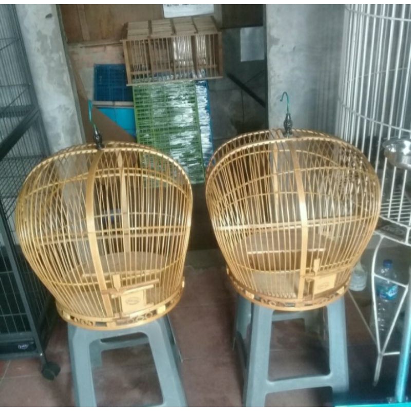 Sangkar burung puter , Dekukur Plitur