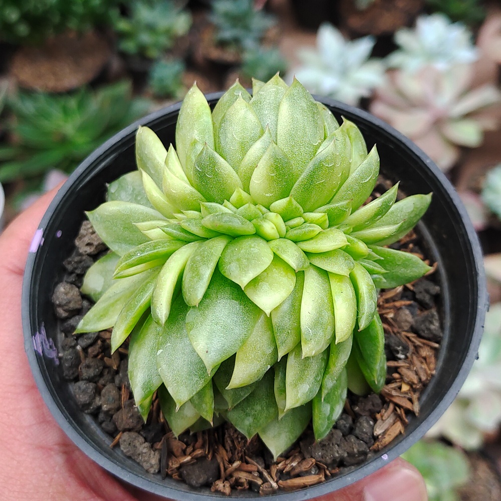 Kaktus Sukulen | 076. Echeveria Gilva Cristata Variegated