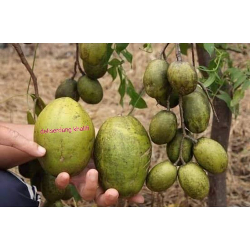 Jual Buah Kedondong Segar 1kg Indonesiashopee Indonesia 