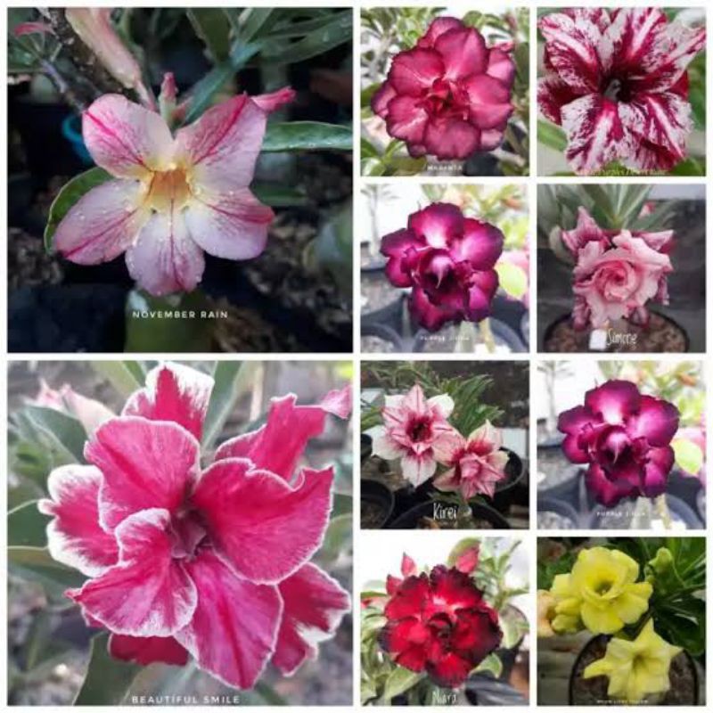 paketan 10 tanaman hias bonsai adenium kamboja