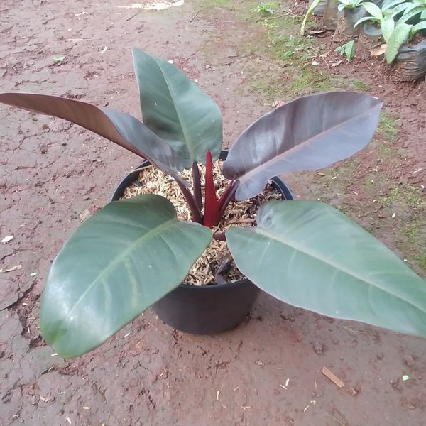 TANAMAN HIAS PHILODENDRON BLACK CARDINAL ASLI TANAMAN PHILO BLACK CARDINAL MURAH