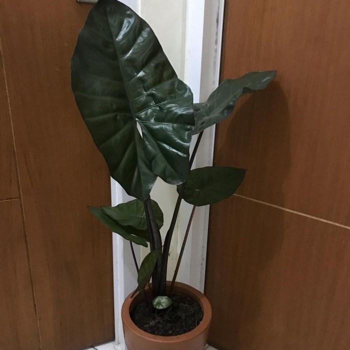 Sente Hitam, Sente Bali, Macrorrhiza Variegata, Sente Variegata