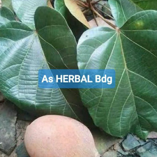 

Daun kluwek daun picung segar 500 gram-az