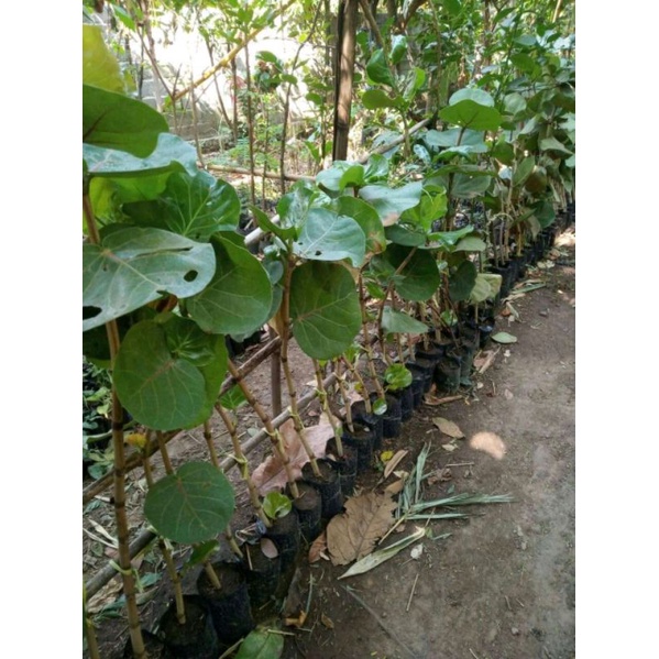 bibit anggur laut