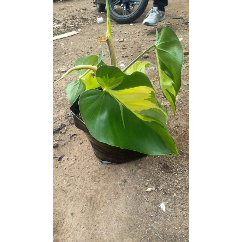 philodendron medio brazil tricolor