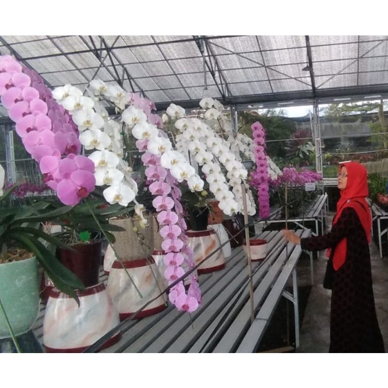 Bibit Anggrek Bulan Jumbo 100% Premium & Berkualitas
