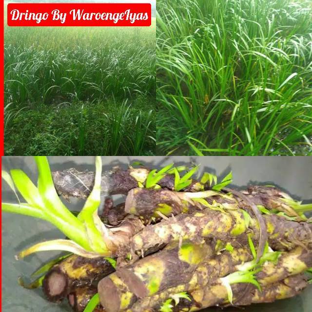 BIBIT DRINGO ASLI KEBUMEN